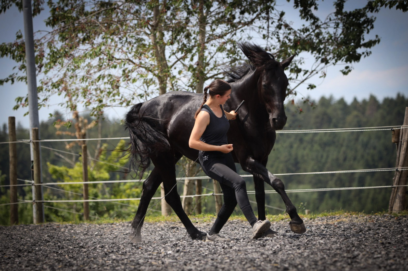 Freiarbeit mit Pferd Bodenarbeit Pferdetraining Stefania Carrara