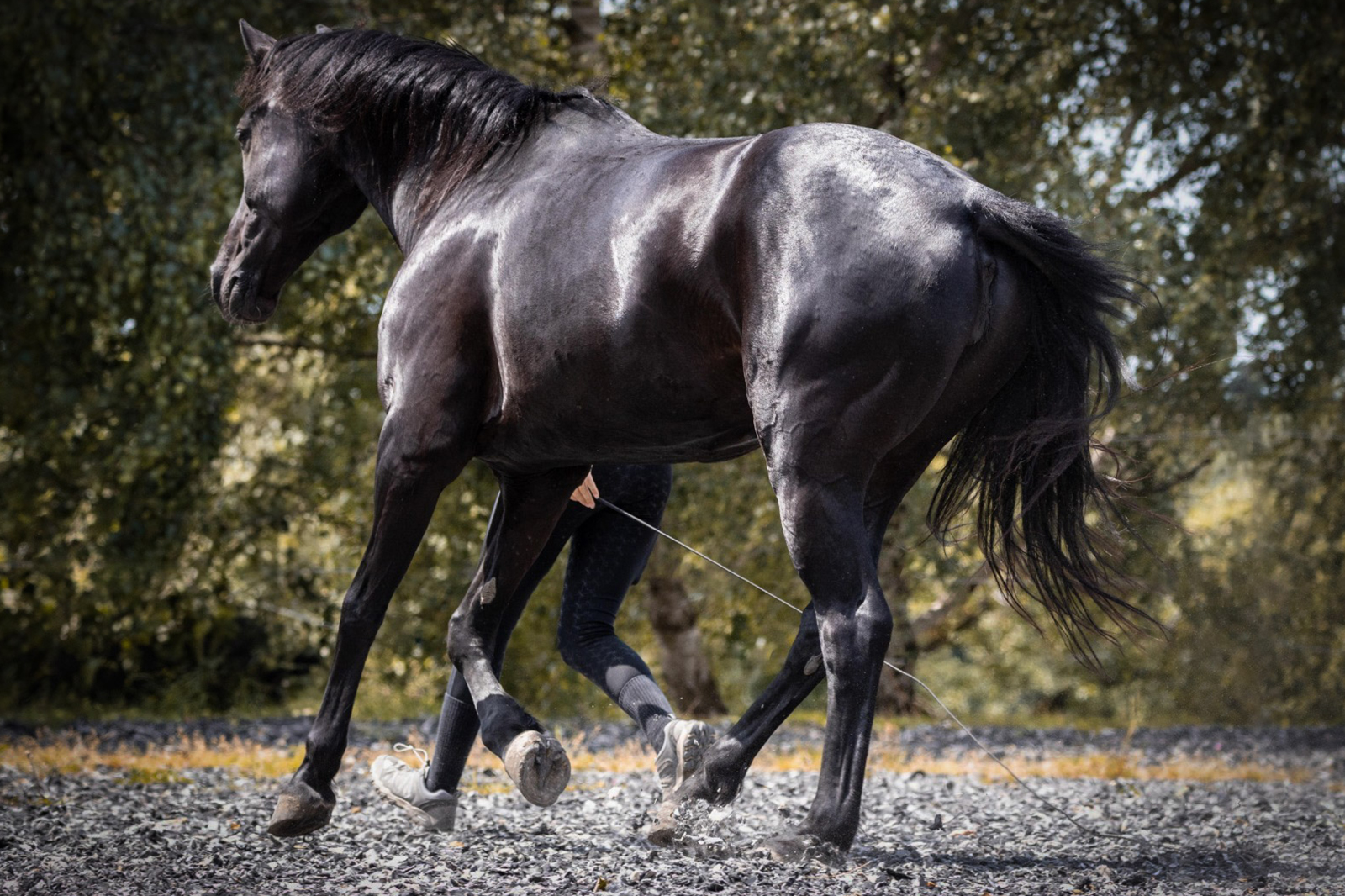 Freiarbeit mit Pferd Bodenarbeit Pferdetraining Stefania Carrara