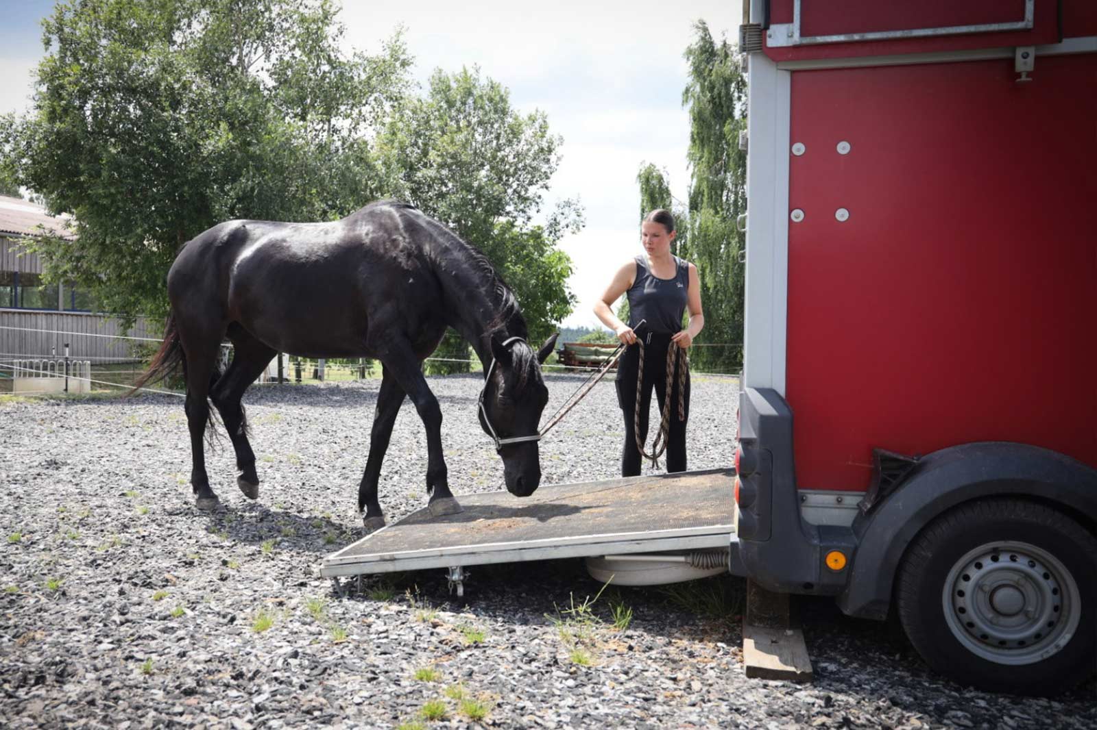 Verladetraining Pferd Stefania Carrara